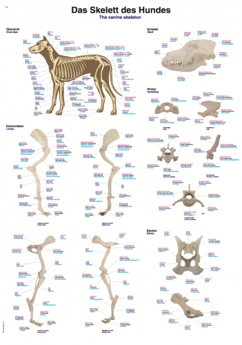 Lehrtafel Hundeskelett (50 x 70)