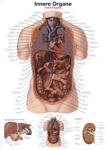 Lehrtafel innere Organe (50 x 70)