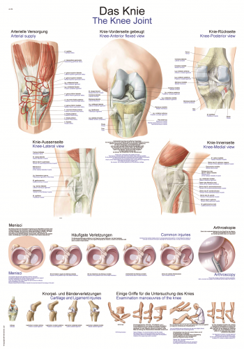 Lehrtafel Knie (70 x 100)