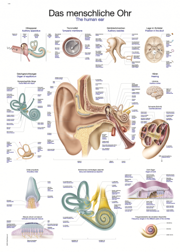 Lehrtafel menschliches Ohr (70 x 100)