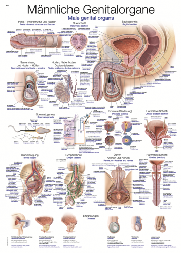 Lehrtafel männliche Genitalorgane (70 x 100)