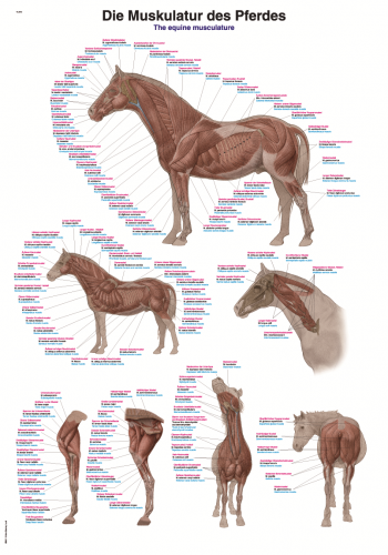Lehrtafel Pferdemuskulatur (50 x 70)