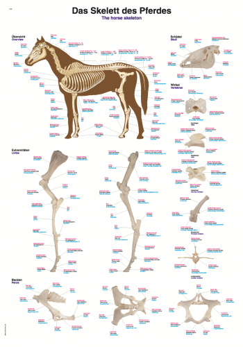 Lehrtafel Pferdeskelett (50 x 70)