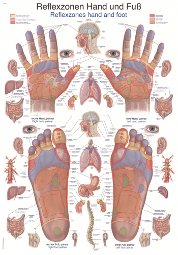 Lehrtafel Reflexzonen Hand Fuß (70 x 100)