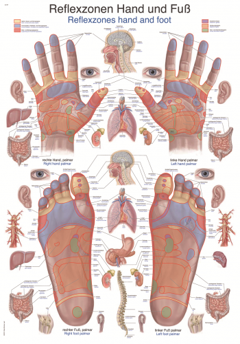 Lehrtafel Reflexzonen Hand Fuß (50 x 70)