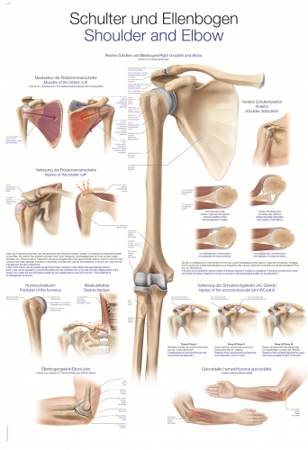 Lehrtafel Schulter Ellenbogen (50 x 70)