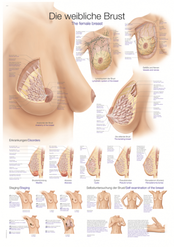 Lehrtafel weibliche Brust (70 x 100)