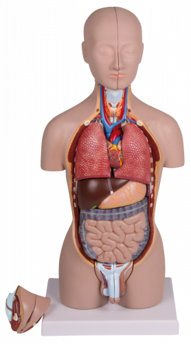 Miniaturtorso (16-teilig)