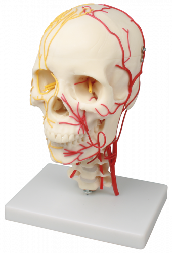 neurovasculärer Schädel