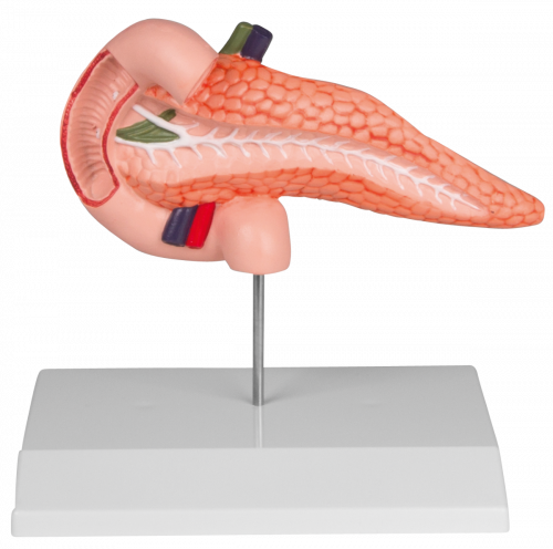 Pankreas und Duodenum