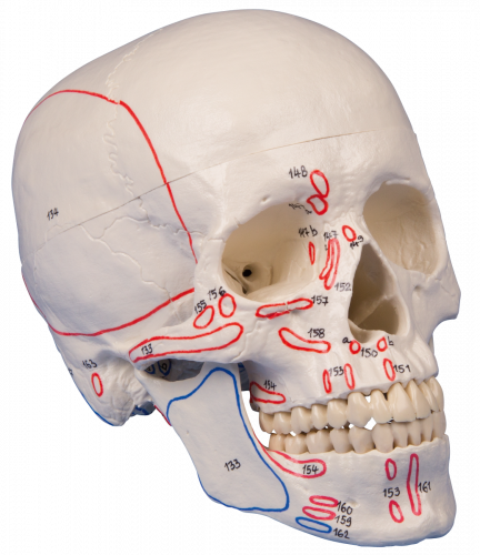 3-teiliger Schädel mit Muskelmarkierung