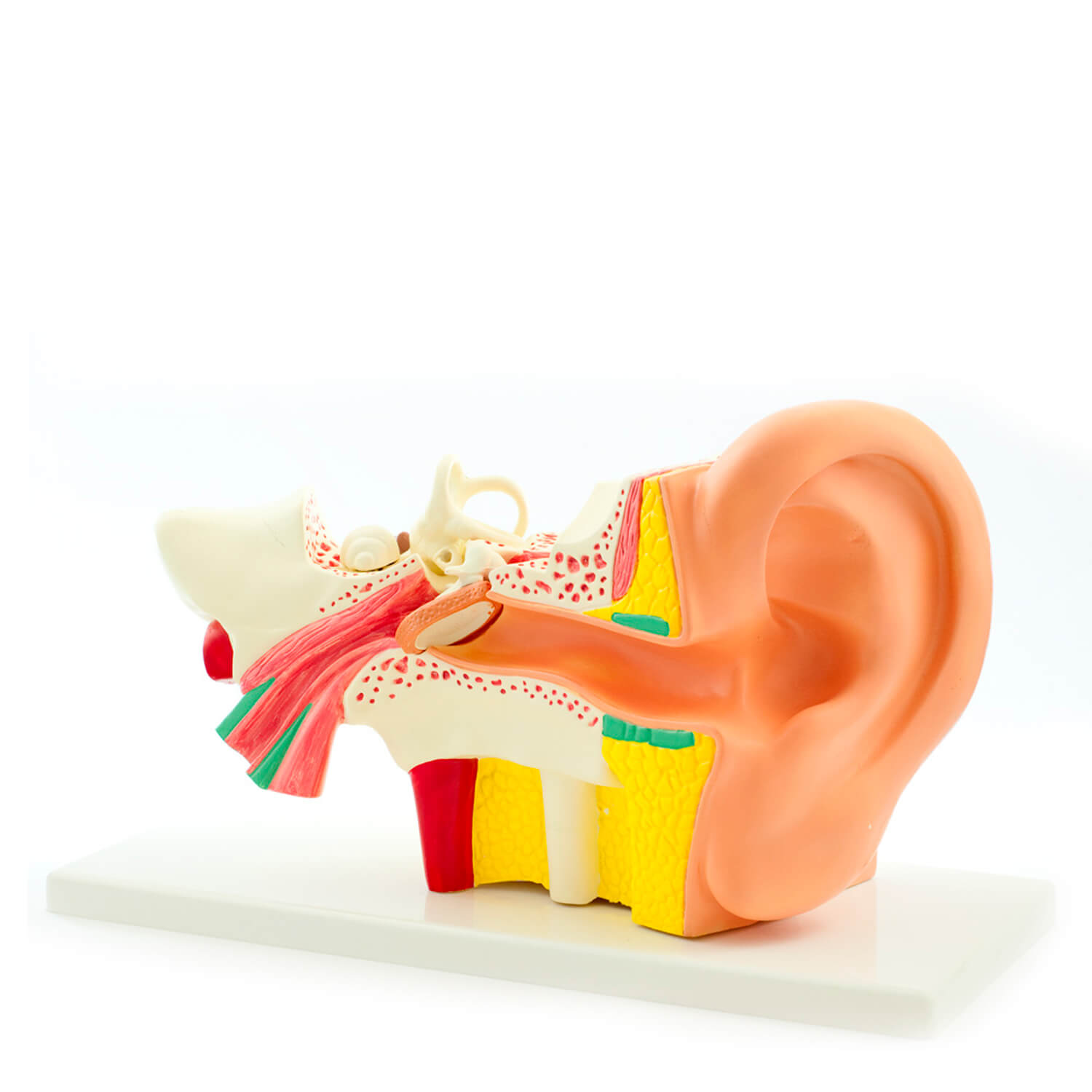 HeineScientific Ohr (H127119)