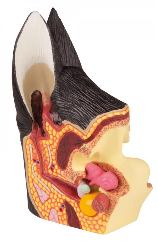 ERLER-ZIMMER | Hundeohr (VET1210)