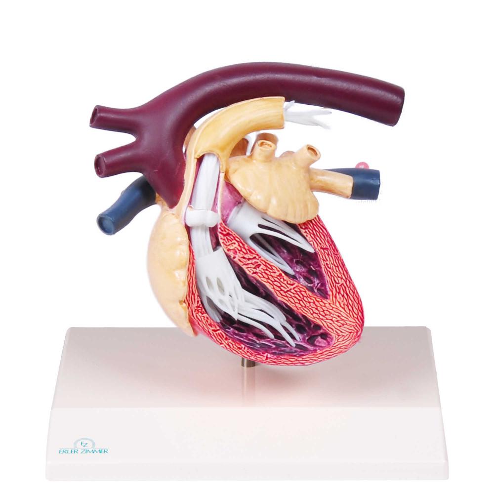 ERLER-ZIMMER | Hundeherz Herzwurm (VET1260)