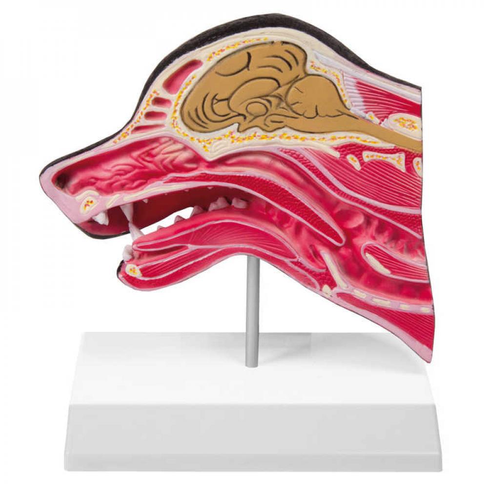 ERLER-ZIMMER | Hundekopf (VET1300)