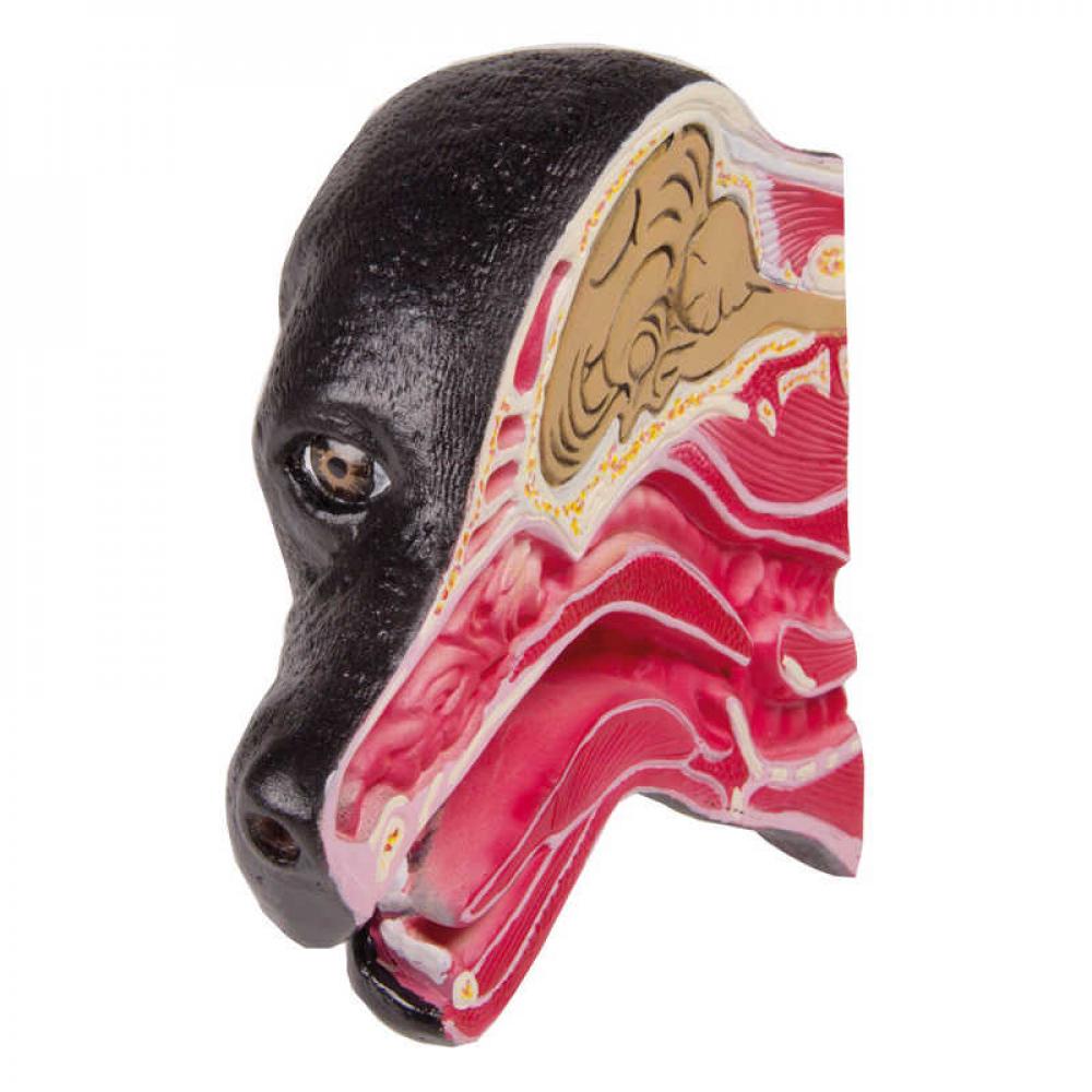 ERLER-ZIMMER | Hundekopf (VET1300)