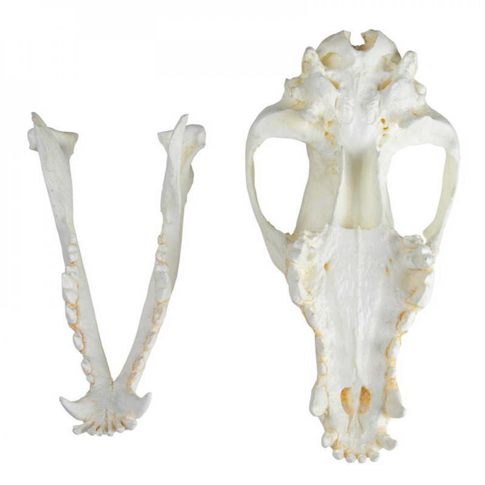 ERLER-ZIMMER | Hundeschädel (VET2015)