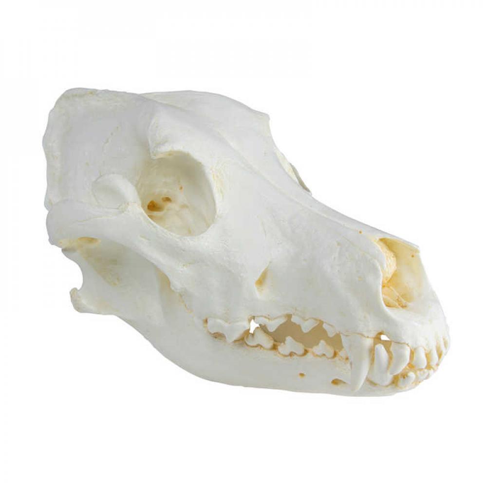 ERLER-ZIMMER | Hundeschädel (VET2020)