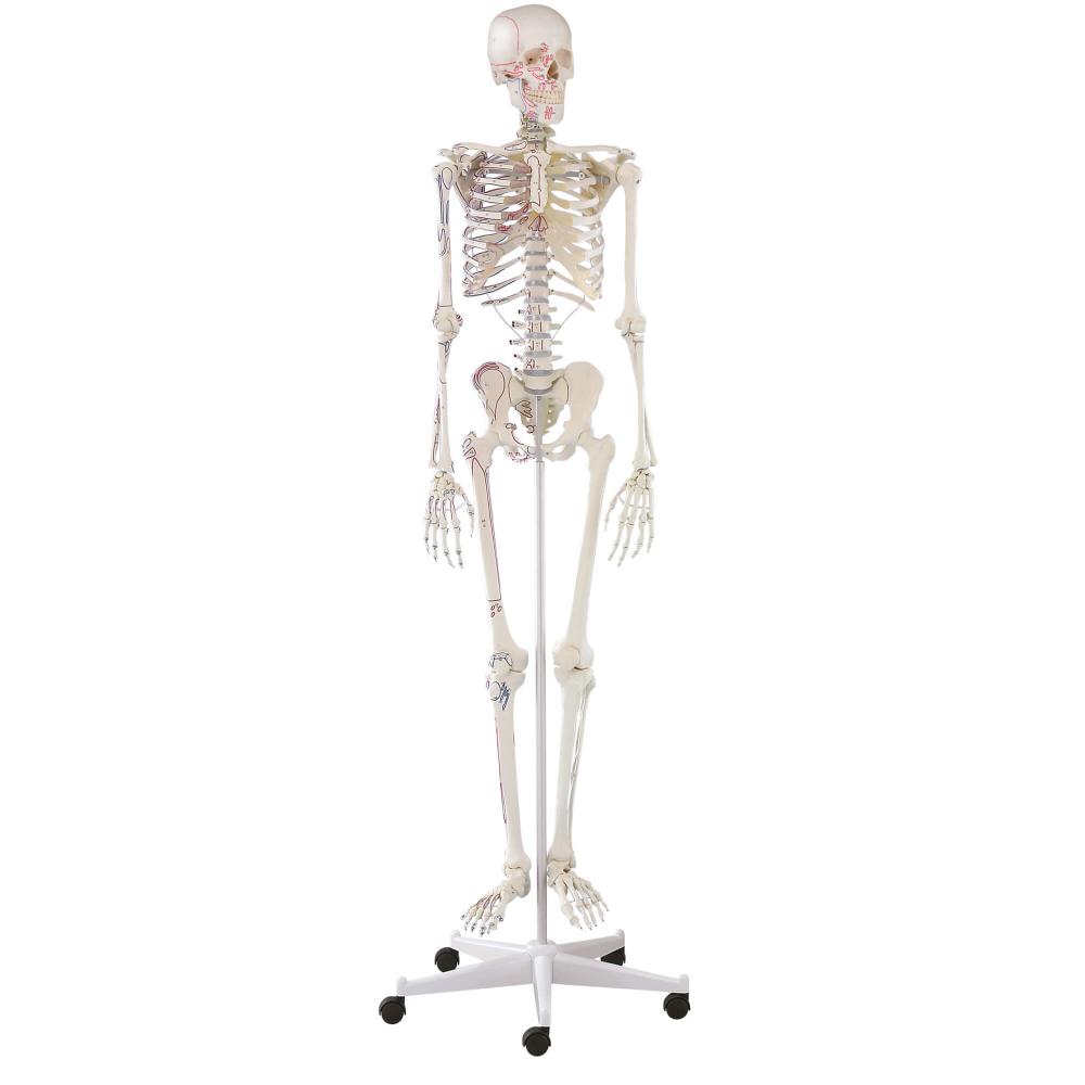 Erler Zimmer | menschliches Skelett Arnold (3008)