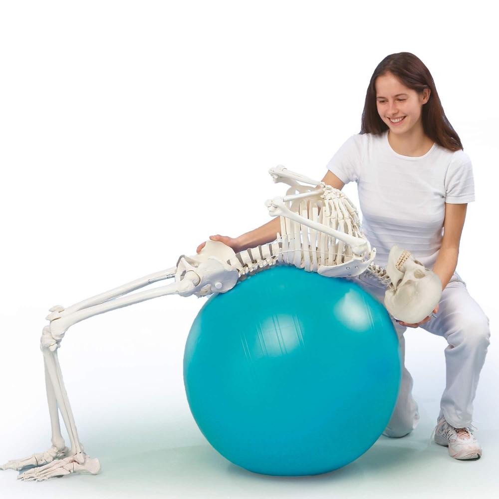 Erler-Zimmer | Skelett Hugo (3014) Schulskelett Skelettmodell Therapieskelett