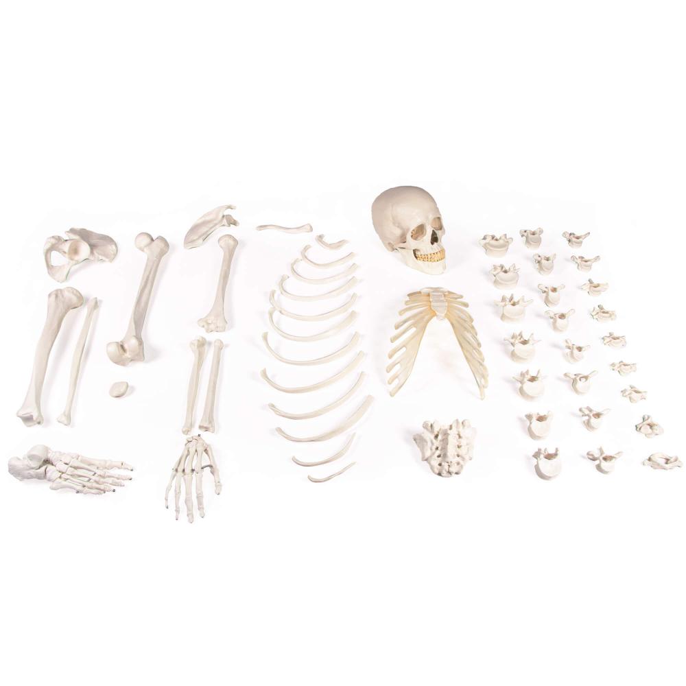 Erler Zimmer | Knochensammlung (3024) unmontierter Skelettsatz Halbskelett