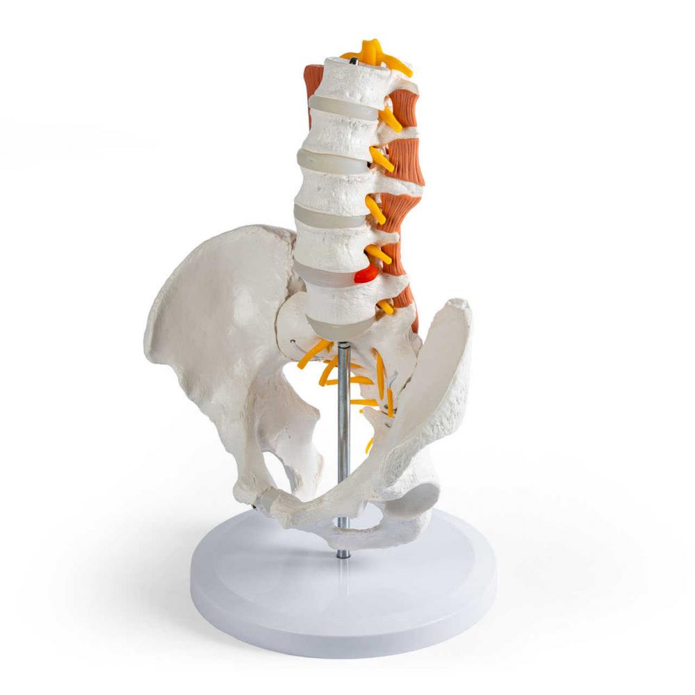 Erler-Zimmer | männliches Becken LWS Lendnemuskel (4044)