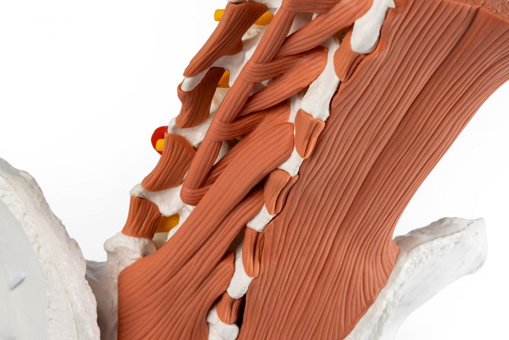 Erler-Zimmer | männliches Becken LWS Lendnemuskel (4044)