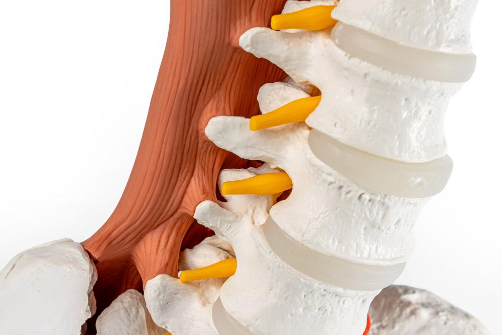 Erler-Zimmer | männliches Becken LWS Lendnemuskel (4044)