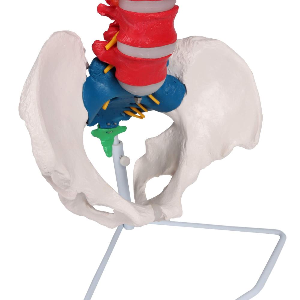 Erler-Zimmer | didaktische, flexible Wirbelsäule (A252) Becken Lendenwirbel Spinalnerven