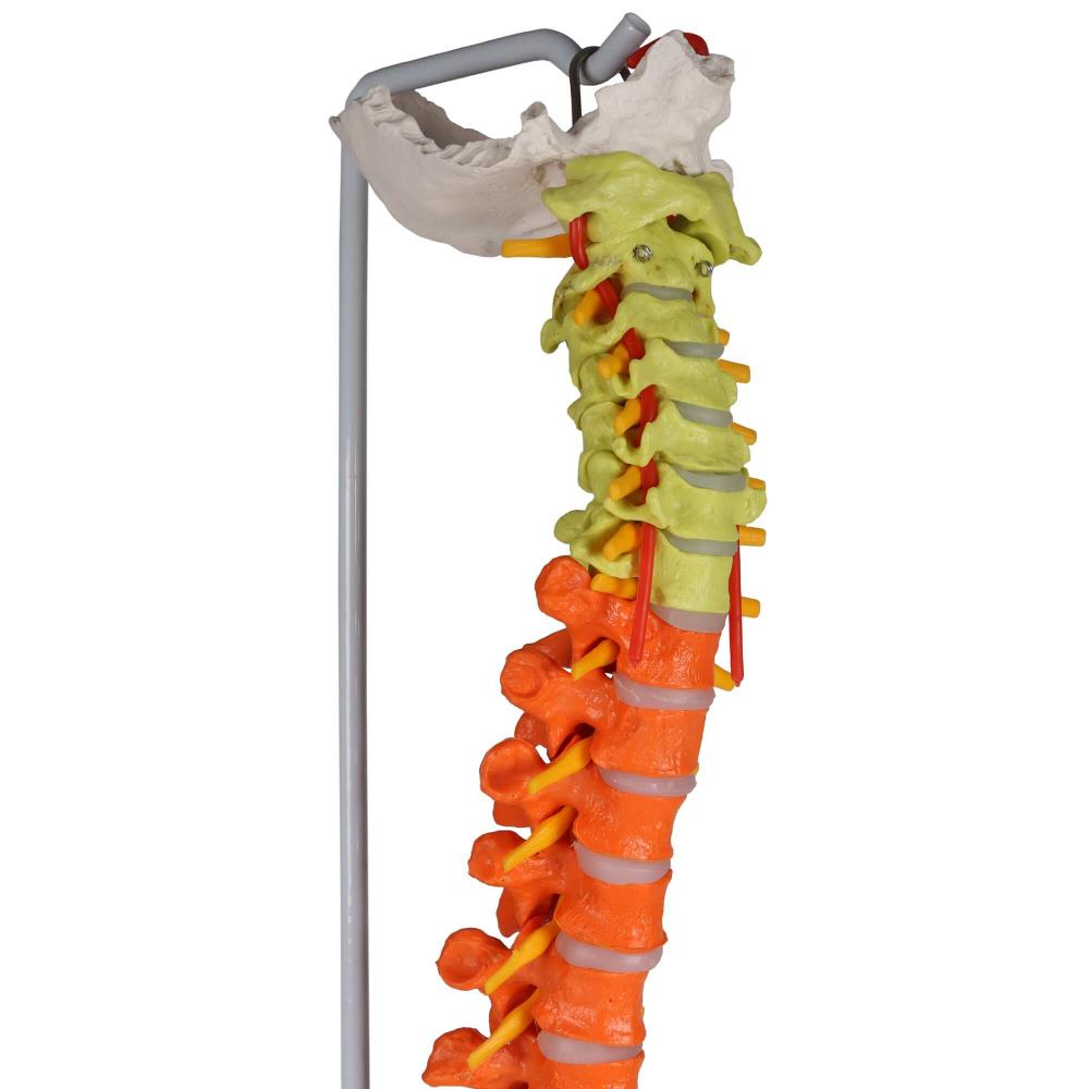 Erler-Zimmer | didaktische, flexible Wirbelsäule (A252) Becken Lendenwirbel Spinalnerven