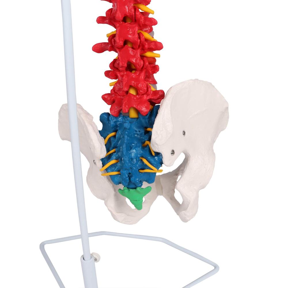 Erler-Zimmer | didaktische, flexible Wirbelsäule (A252) Becken Lendenwirbel Spinalnerven