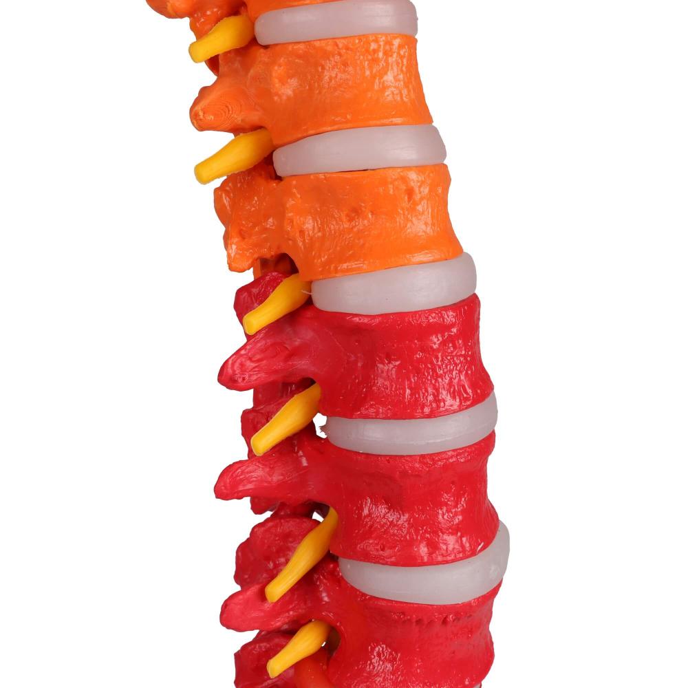 Erler-Zimmer | didaktische, flexible Wirbelsäule (A252) Becken Lendenwirbel Spinalnerven