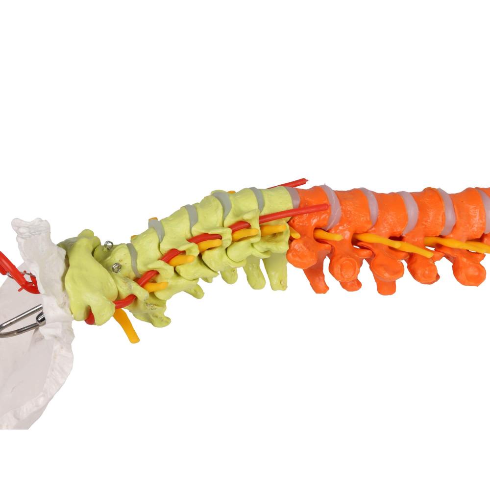 Erler-Zimmer | didaktische, flexible Wirbelsäule (A252) Becken Lendenwirbel Spinalnerven