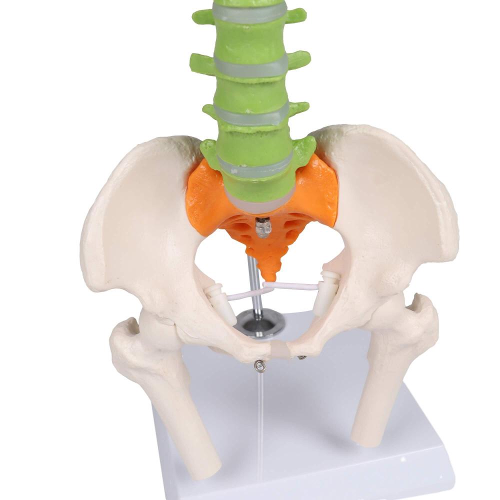 Erler-Zimmer | didaktische Miniwirbelsäule (A253) Becken Lendenwirbel Spinalnerven