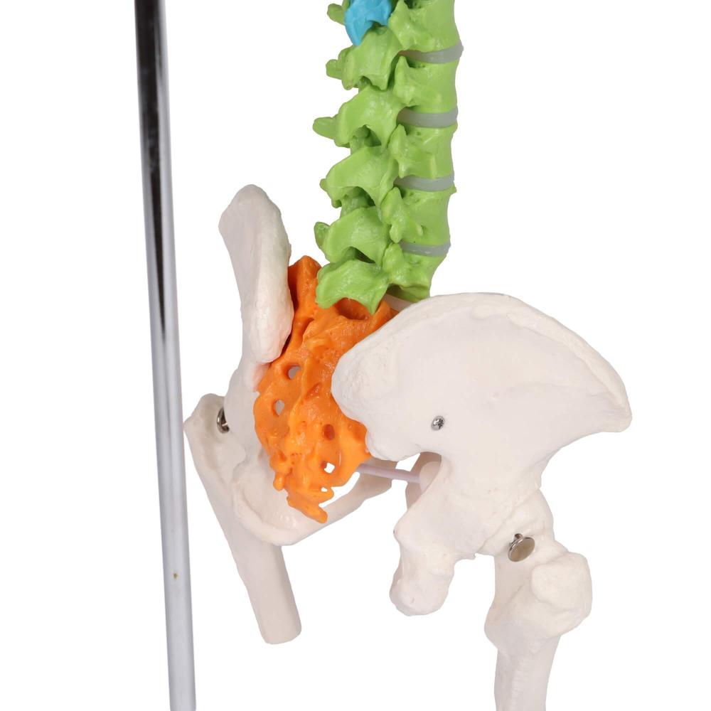 Erler-Zimmer | didaktische Miniwirbelsäule (A253) Becken Lendenwirbel Spinalnerven