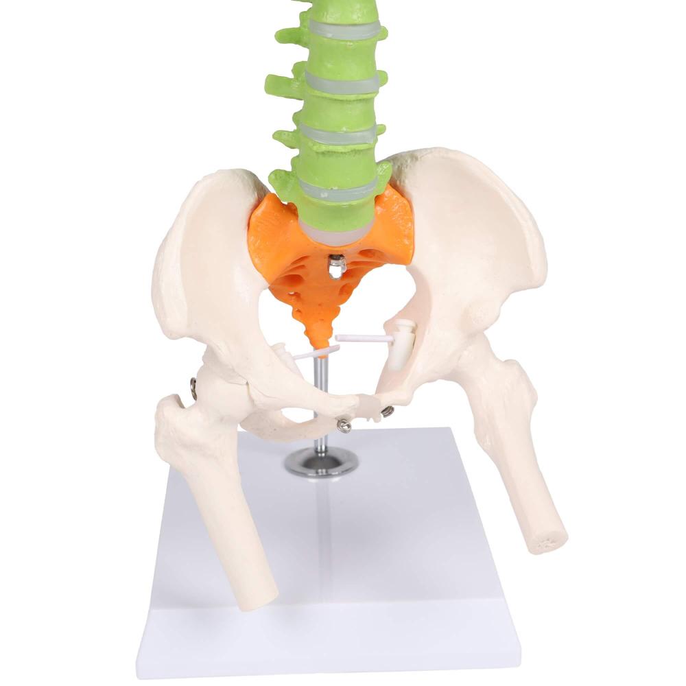 Erler-Zimmer | didaktische Miniwirbelsäule (A253) Becken Lendenwirbel Spinalnerven