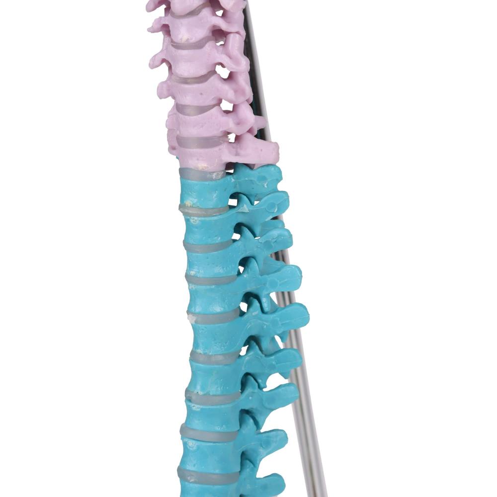 Erler-Zimmer | didaktische Miniwirbelsäule (A253) Becken Lendenwirbel Spinalnerven