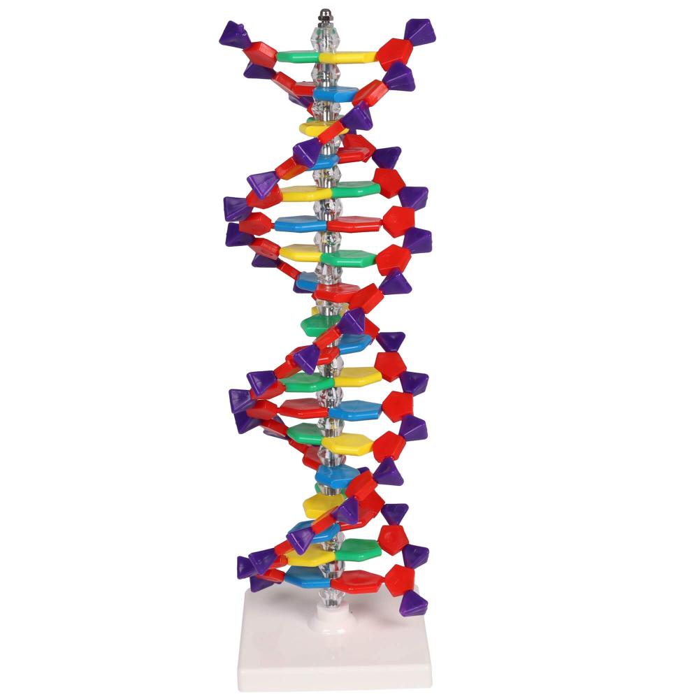 Erler-Zimmer | DNA Doppelhelix (C100)