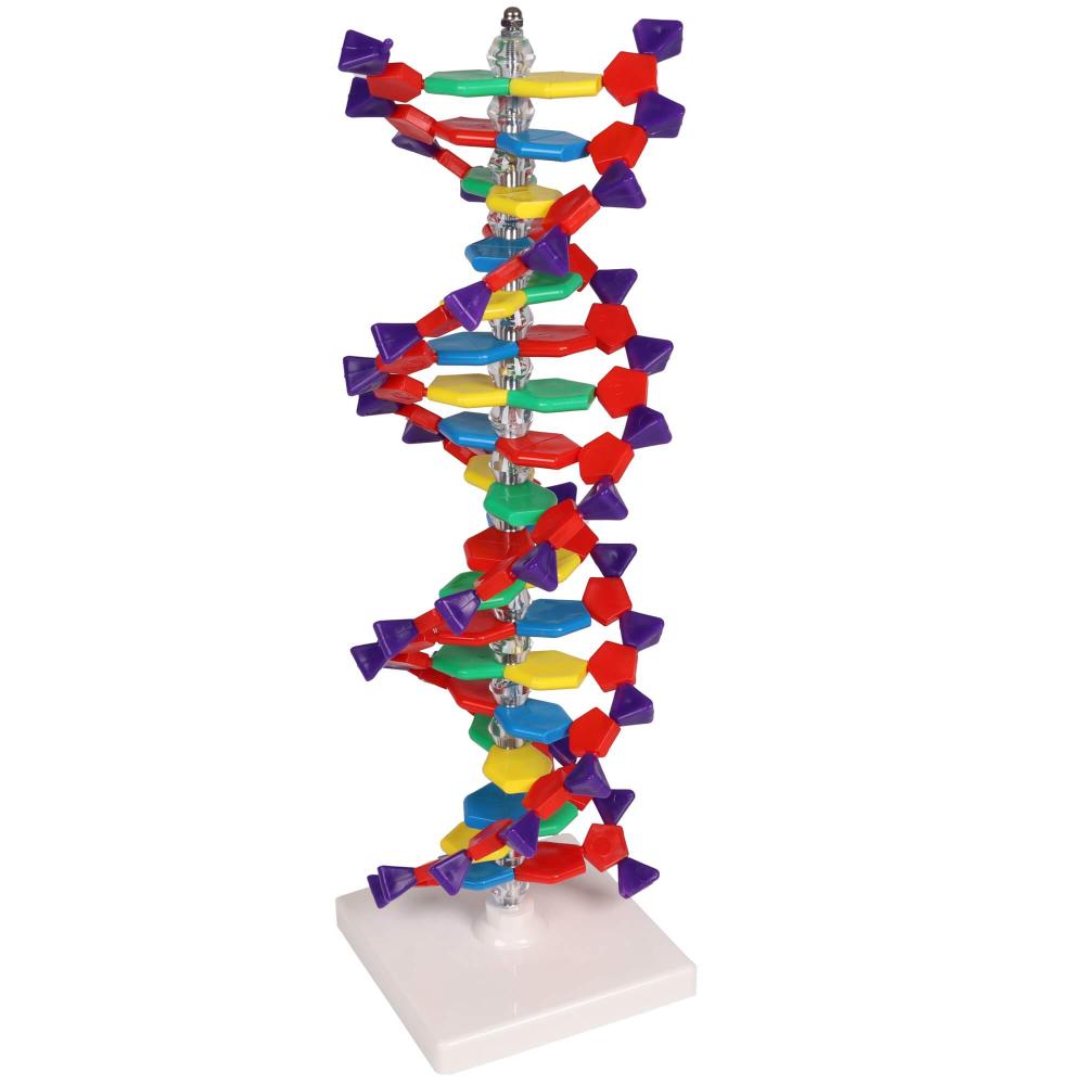 Erler-Zimmer | DNA Doppelhelix (C100)
