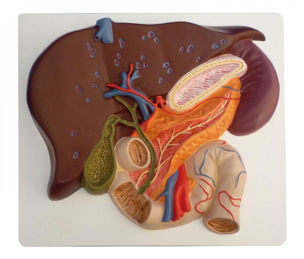 Erler-Zimmer | Lebermodell, Gallenblase, Pankreas, Duodenum (K440)