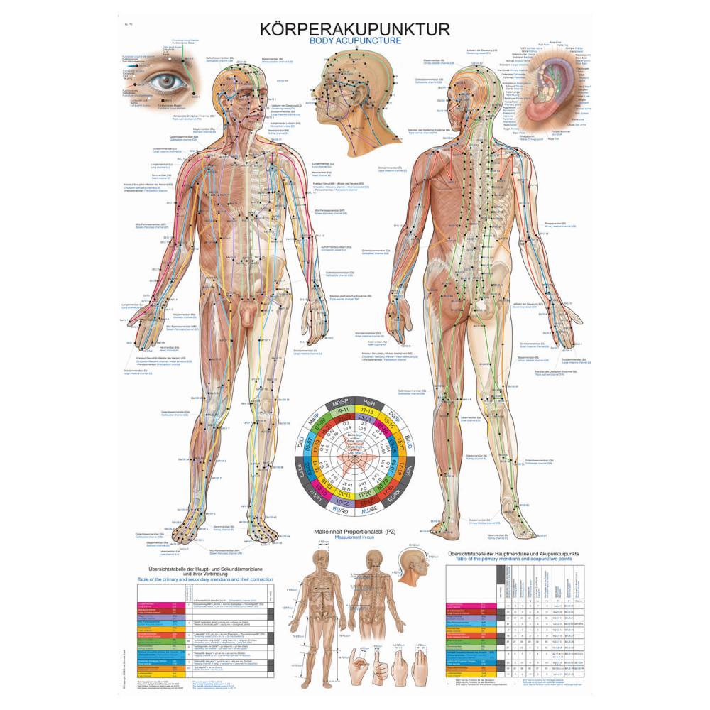 Erler-Zimmer | Lehrtafel Körperakupunktur (AL110)