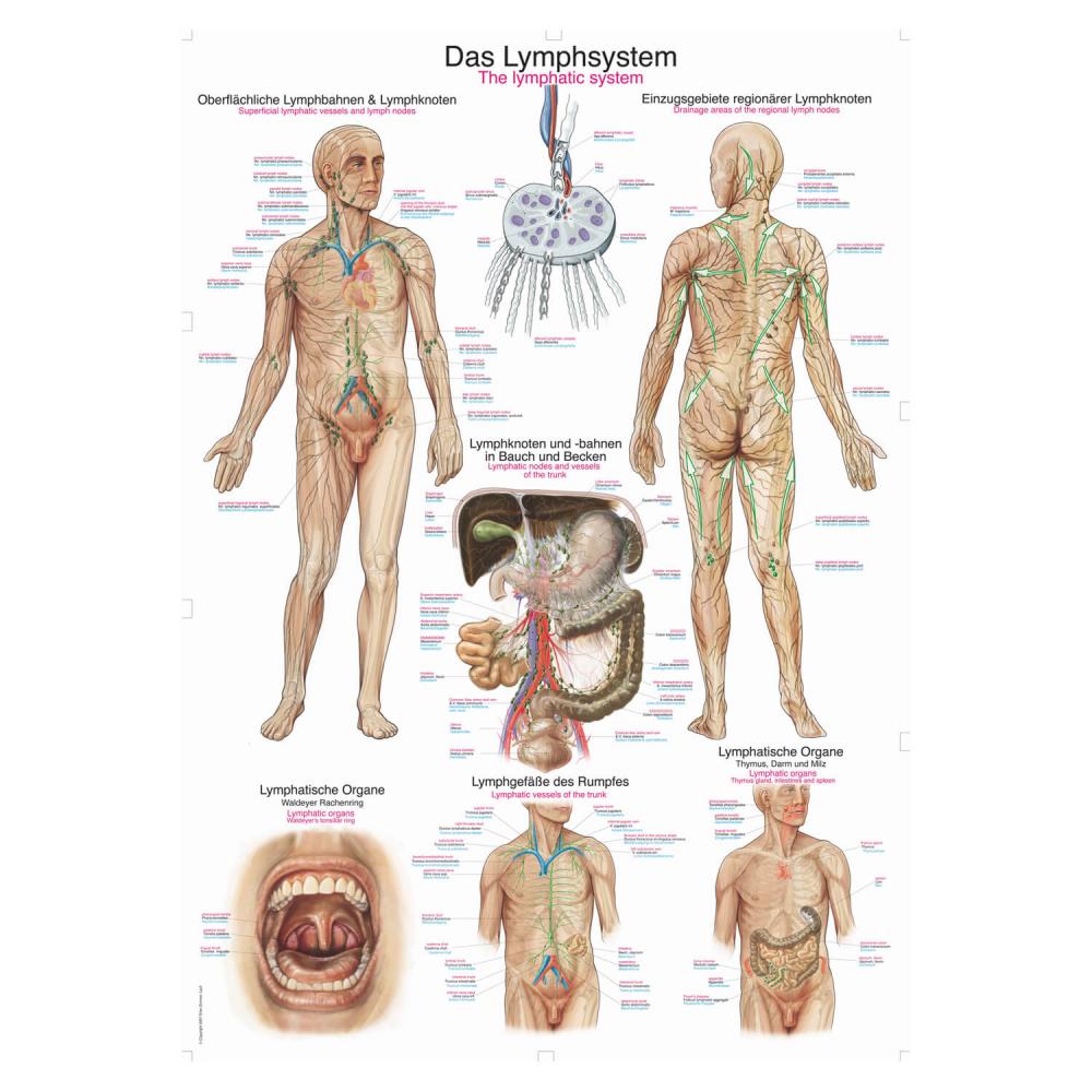 Erler-Zimmer | Lehrtafel Lymphsystem (AL509)