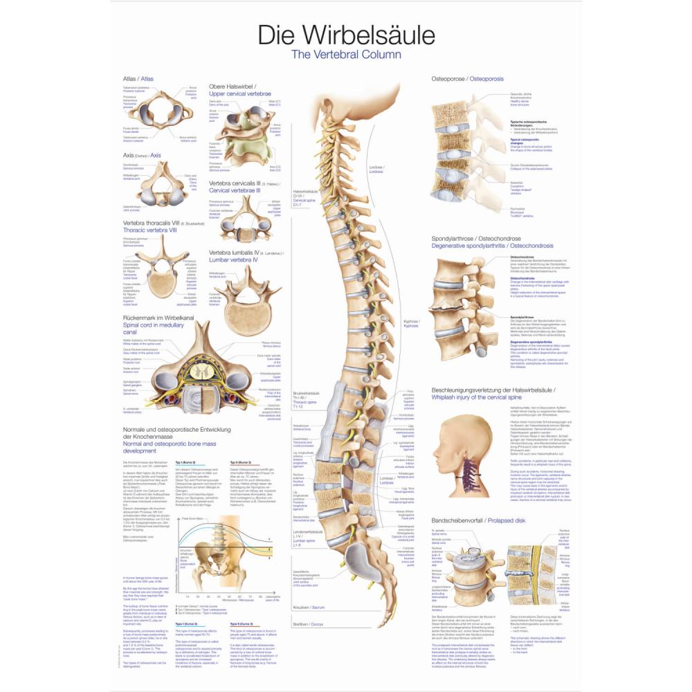 ERLER-ZIMMER | Lehrtafel Wirbelsäule (AL107)