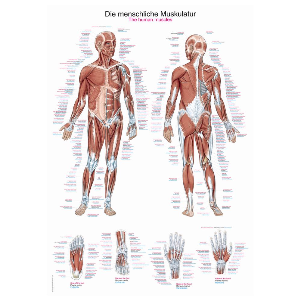Erler-Zimmer | menschliche Muskulatur (AL500)