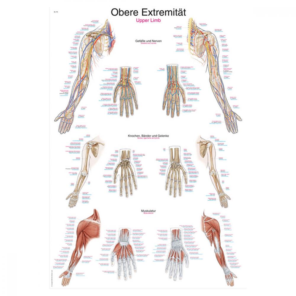 Erler-Zimmer | Lehrtafel obere Extremität (AL513)