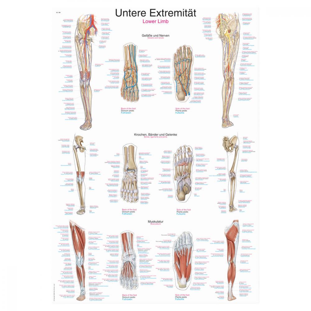 ERLER-ZIMMER | Lehrtafel untere Extremität (AL108)