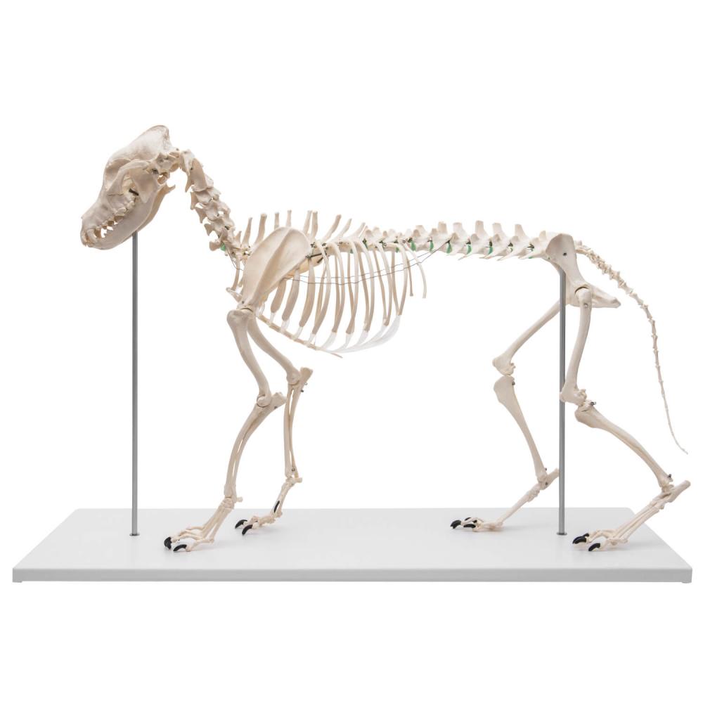 ERLER-ZIMMER | Hundeskelett OLAF (VET1700)