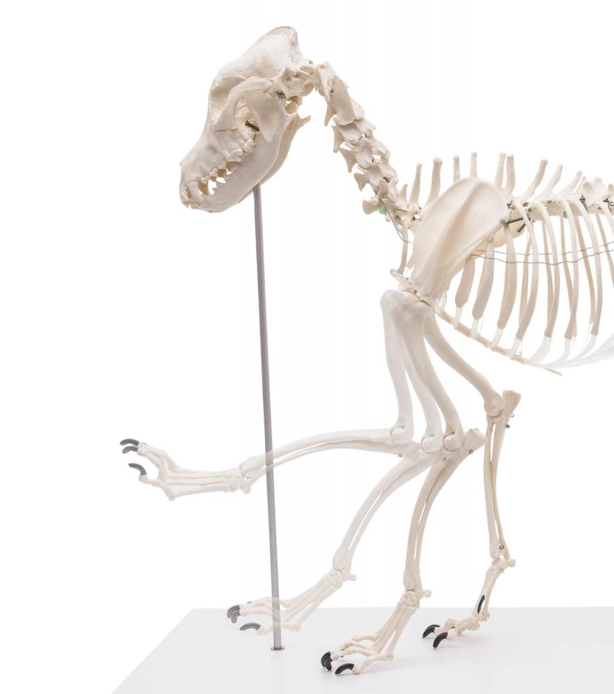 ERLER-ZIMMER | Hundeskelett OLAF (VET1700)