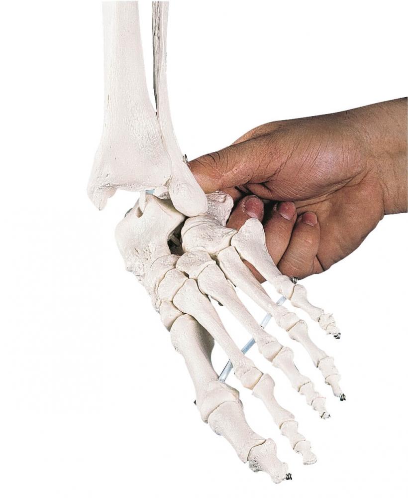 Erler-Zimmer | menschliches Skelett WILLI (3001) Skelettmodell Schulskelett