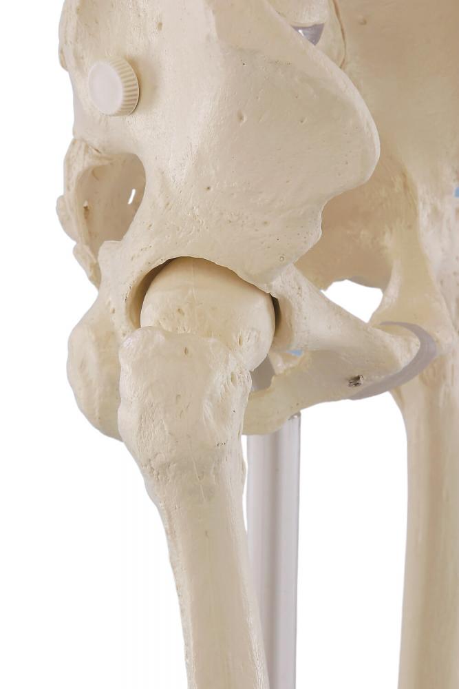 Erler-Zimmer | menschliches Skelett WILLI (3001) Skelettmodell Schulskelett